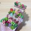 Случайный Один Кукольный домик Миниатюрный Суккулент Деревянное Корыто Зеленый Растение Горшок Модель Микро Ландшафтный Декор Украшения Игрушки для Ролевых Игр