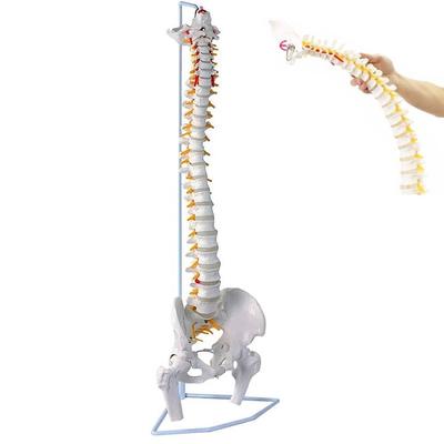 UPstore Модель позвоночника и таза в натуральную величину, модель позвоночника 90 см, подвижная модель позвоночника 11 размера, подвесная модель позвоночника с пьедесталом, подвижная модель мужского таза