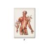 Human Body Muscle Structure Wall Art Canvas Painting Retro Anatomy Medical Print Posters Education Picture Study Room Decoration
