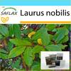 Подарочный набор - Лавр - 6 семян - С подарочной коробкой, карточкой, этикеткой и субстратом для горшков - Laurus nobilis