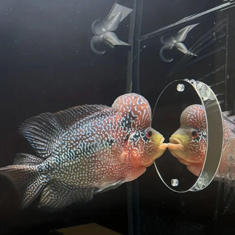 Круглое зеркало для аквариума Петушок Декоративное плавающее зеркало для аквариума Зеркало для игры рыб Игра