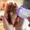 12 см Силиконовый щенок Bebe Reborn Куклы Полностью силиконовые Ручная работа Реалистичные животные Reborn куклы reborn de silicone real cuerpo