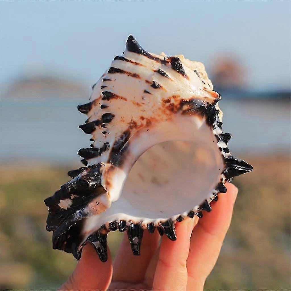 Ocean Conch Large Natural Sea Shells for DIY Crafts Seashell Collectors