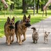 Metal Clasp Double Dog Leash Multi Sizes Option Metal Dog Chain Dual Dog Coupler  Outdoor Hiking