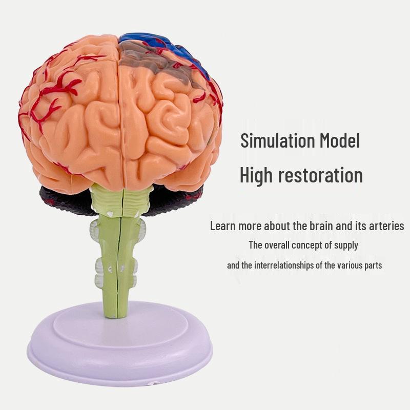 4DMaster Модель анатомии человека Структура мозга