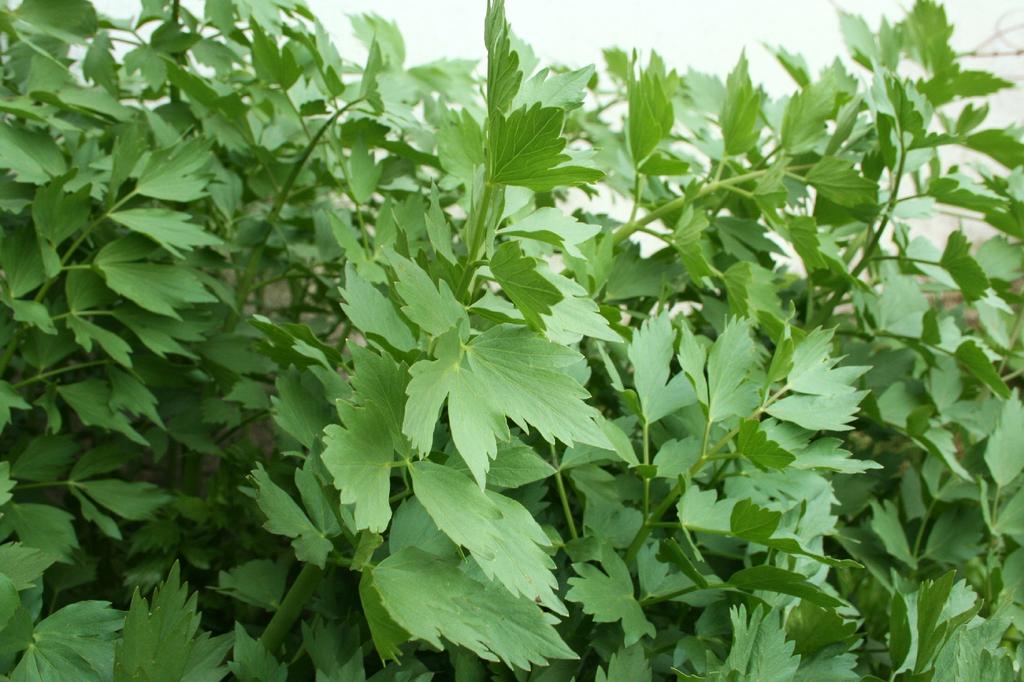 SAFLAX Garden in the Bag - Органический - Любисток - 100 семян - С субстратом в удобном стоячем пакете - Levisticum officinale