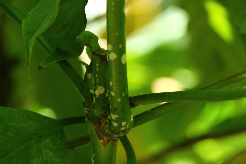 SAFLAX Кофе Карлик - 8 семян - Coffea arabica nana