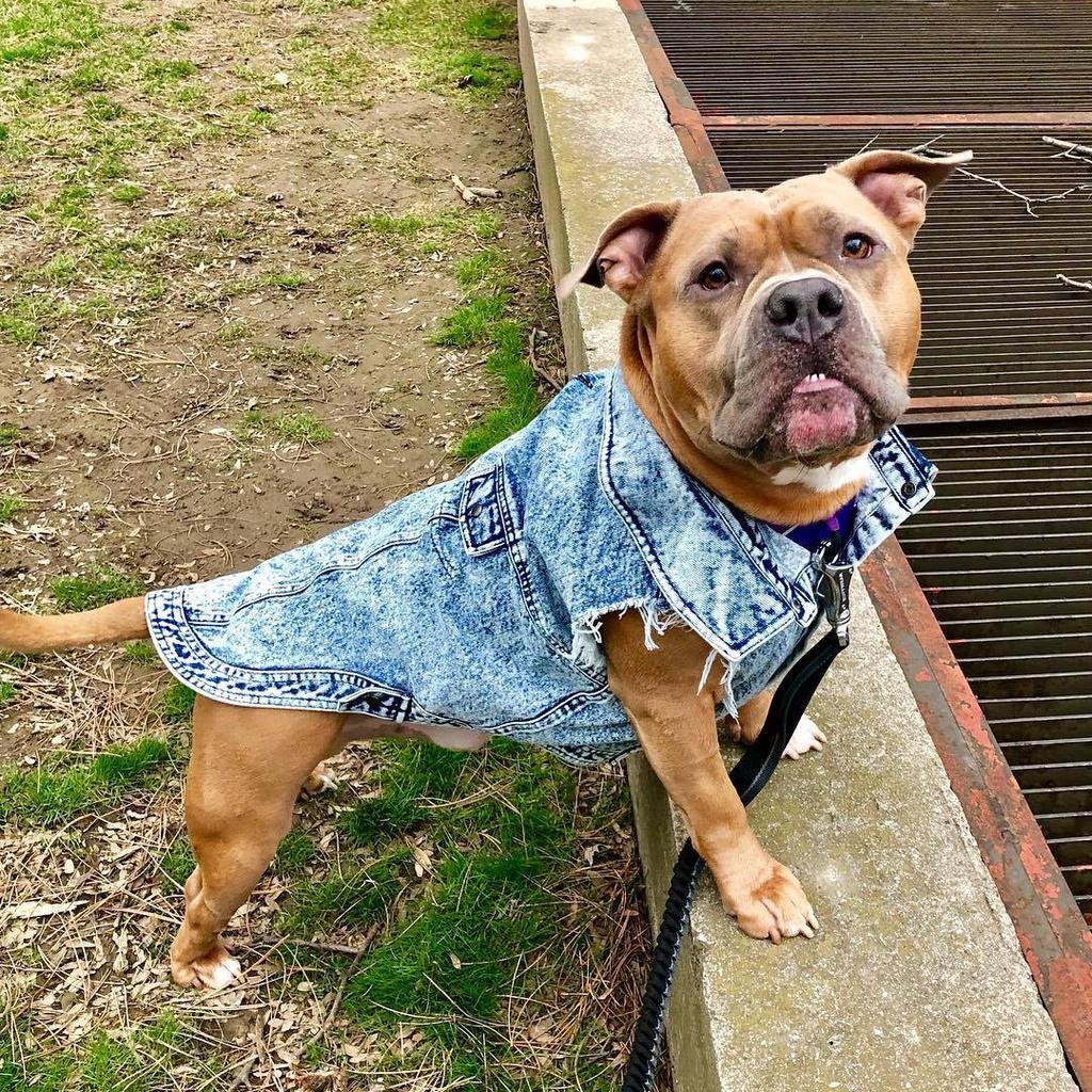 Pet Dog Jeans Jacket Denim Coat Hole Cat Puppy Bulldog Spring/Autumn Vest