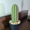 3D Printed Cactus Toothpick Dispenser House Plant Cacti House Plant Hold 117 Round Tooth Picks Funny Home Table Decoration