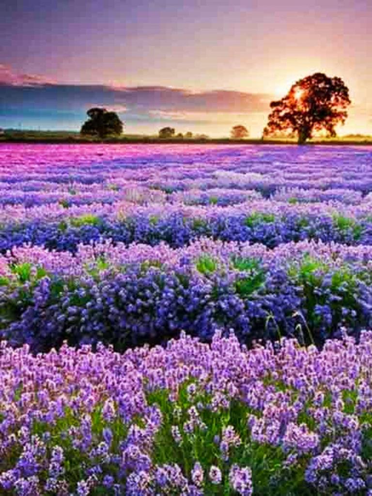 Круглая алмазная вышивка «сделай сам», пейзаж, цветок, море, 5D алмазная живопись, вышивка крестиком, лавандовая мозаика, украшение дома, подарок на Новый год