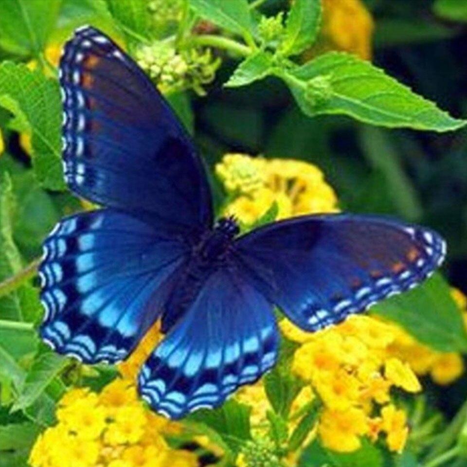 5D DIY алмазная живопись животное попугай Сова птица вышивка крестиком полная дрель Алмазная вышивка мозаика художественная картина Декор из страз