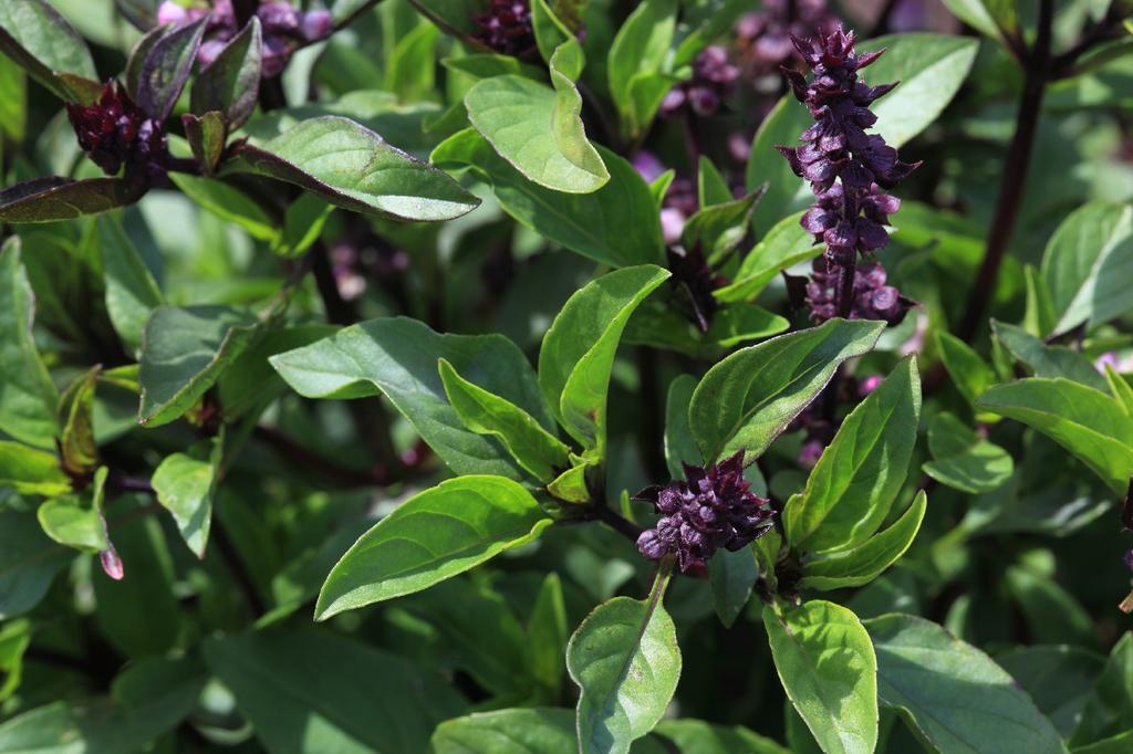 SAFLAX Garden in the Bag - Органический - Базилик тайский - 250 семян - С субстратом в подходящем стоячем пакете - Ocimum basilicum