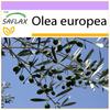 Олива обыкновенная - 20 семян - Olea europea