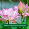 Dewodo Lotus Pond Nutrient Soil