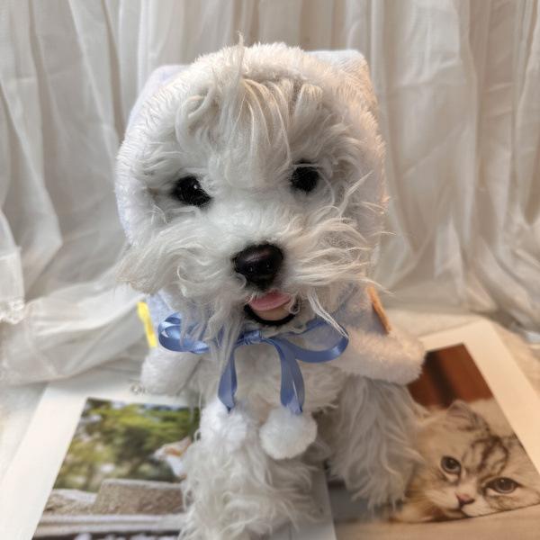 Праздничная шляпа для питомца, плюшевая накидка, одеяло, головной убор, одежда для собак и кошек, симпатичное пальто со звездами и медведем, дизайнерская одежда для маленьких собак