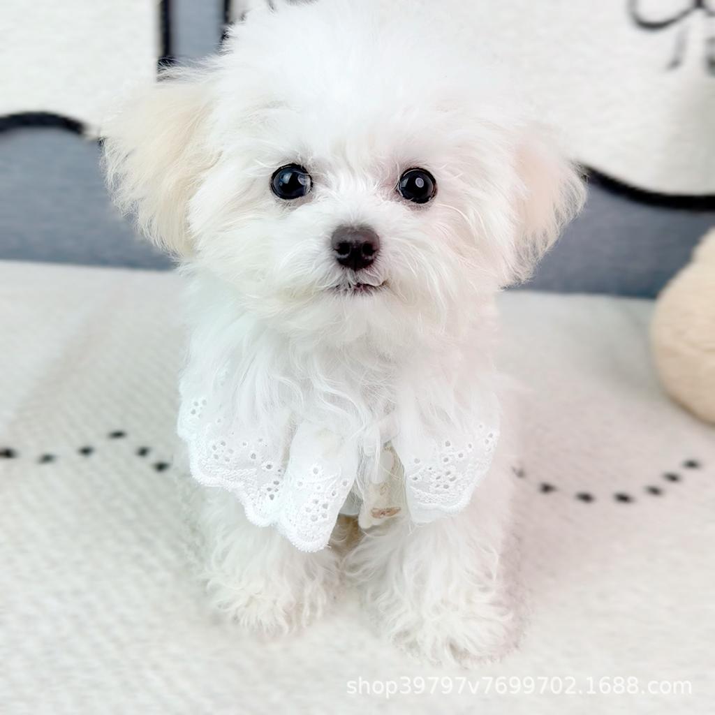 Pet Clothes Lace Cotton Vest Spring and Summer Ins Japanese and Korean Cats Than Bears Clothes Cat and Dog Clothes