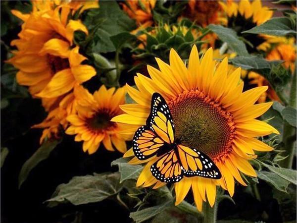 5D DIY Алмазная картина Подсолнух, полная дрель, круглая рукоделие, художественная Алмазная вышивка, набор для вышивки крестом, украшение дома