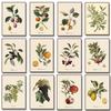 Retro Botanical Fruit Lemon Prune Orange Vintage Posters and Prints Wall Art Canvas Painting Wall Pictures Kitchen Decoration
