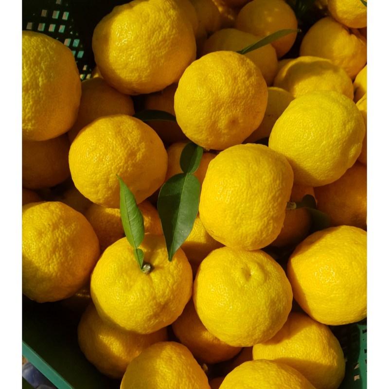 Сок юдзу из Кохын, полезный для бронхов, мамин сок юдзу, 120 мл, 30 штук