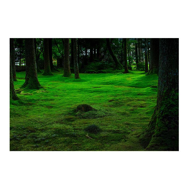 Натуральный зеленый лес свежий мох холст картины настенное искусство зеленое дерево растение искусство постеры и принты для декора гостиной без рамки