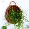 1 шт. Настенный цветочный горшок-корзина из ротанга, плетеная корзина для сада, держатель для комнатных растений, 4 цвета