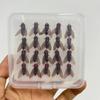 20PCS Durable Bionic Fly Fishing Bait Simulated Flies Trout Jigs Swimbaits  Fishing Gear