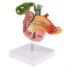 1:1 Human Pancreas Duodenum Gallbladder Model