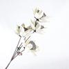 Bauhinia Lotus Pod Bouquet: Natural Air-Dried Flowers for Zen Decor
