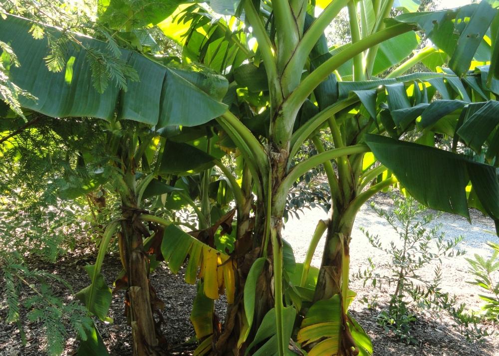 SAFLAX Банан Дарджилинг - 5 семян - Musa sikkimensis