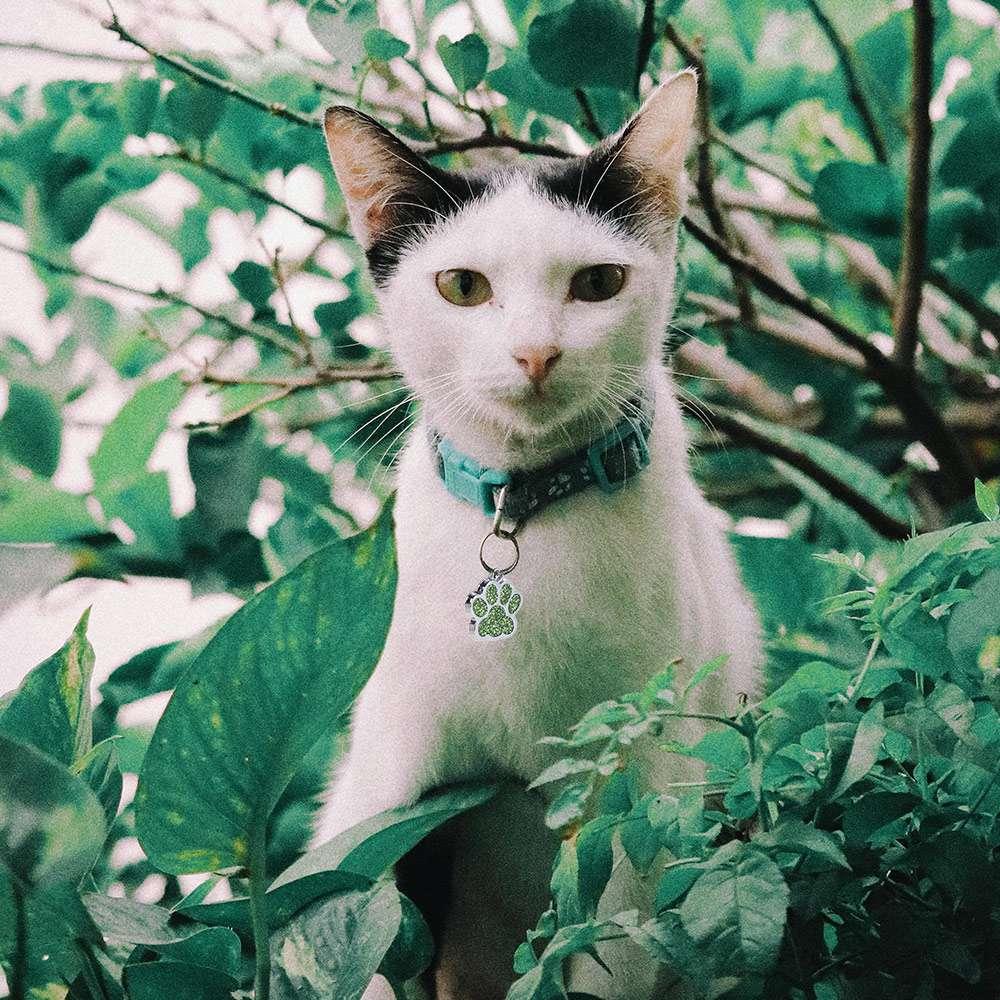 Персонализированные бирки для кошек и собак, бирка для ошейника с принтом лапы собаки, кулон для питомца, блестящая подвеска для питомца, кошки