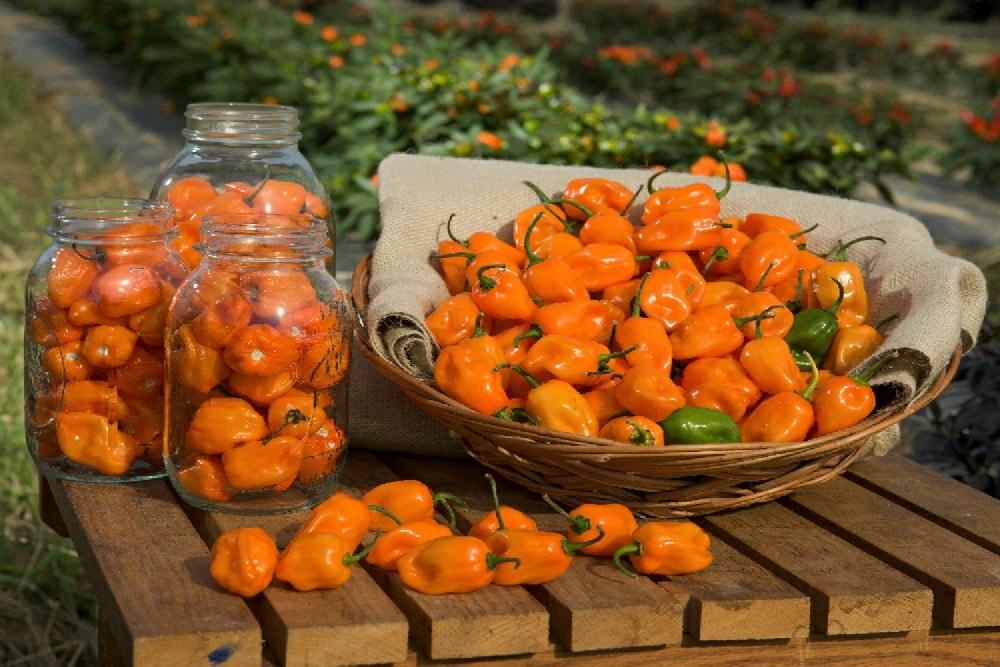 SAFLAX Чили - Желтый Хабанеро - 10 семян - Capsicum chinense