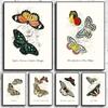 Nordic Retro Бабочка Насекомое Эволюция Плакат Искусство Холст Картина Гостиная Коридор Стена Спальня Домашнее Украшение Детская Комната