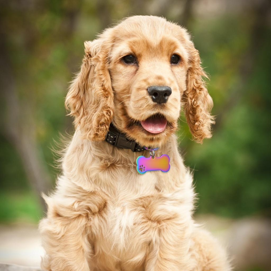 Полые кости лап из нержавеющей стали, титановая сталь, сделай сам, бирка для домашних животных, бирка для собаки, бирка для кошки