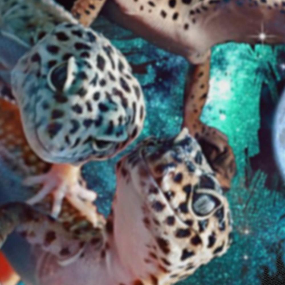 3 Moon Gecko Funny Reptile Leopard Lizard Geckos Art Novelty T-shirts Men Fashion Casual 100% Cotton Loose Oversized T Shirt