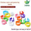 Adjustable Multi-Color Poultry Leg Bands with Text for Chickens, Ducks, and Geese