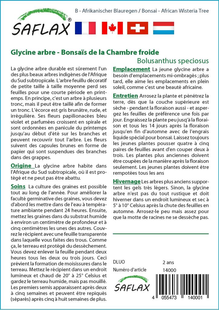 SAFLAX Бонсай - Дерево глицинии африканской - 15 семян - С горшечным субстратом для лучшего выращивания - Bolusanthus speciosus