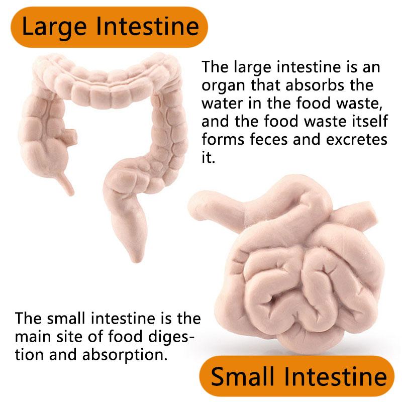 Моделирование человеческого тела, модель торса, биология, мозг, сердце, печень, желудок, почки, обучающие инструменты, обучающие развивающие игрушки для детей