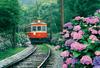 Jigsaw Aim To Be a Puzzle Hakone Tozan Railway with Hydrangea Fragrance 300-piece Puzzle Master! (26x38cm)