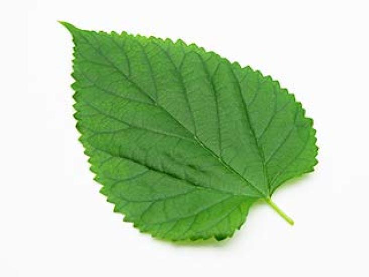 Чай из шелковицы SARAKUWA, приготовленный из шелковицы, выращенной гидропонным методом в префектуре Нагано. «Mulberry Kanro» — без пестицидов (60 пакетиков)