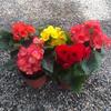 Begonia 'Rigo': Double-petaled rose begonia with buds, blooms all seasons, easy-care, ideal for indoor balconies.