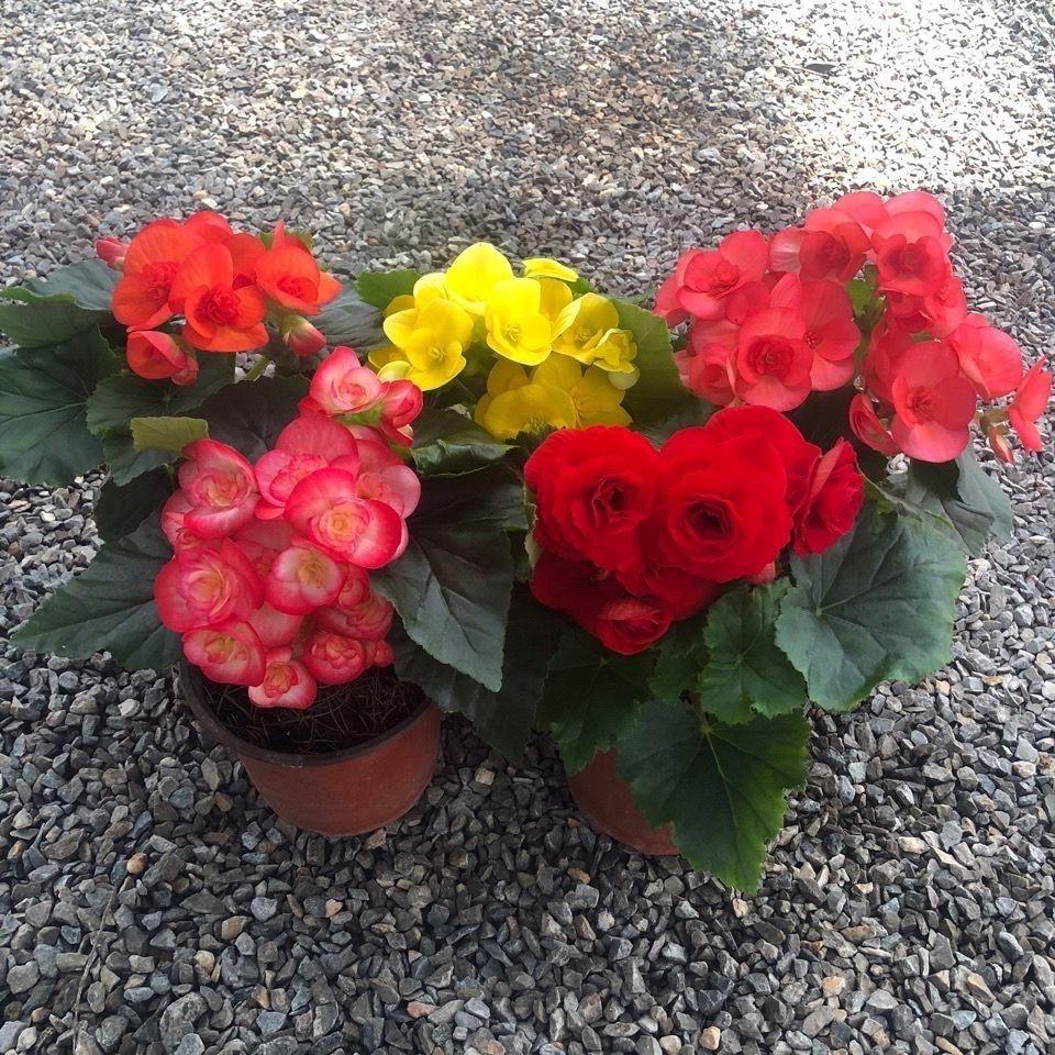 Begonia 'Rigo': Double-petaled rose begonia with buds, blooms all seasons, easy-care, ideal for indoor balconies.
