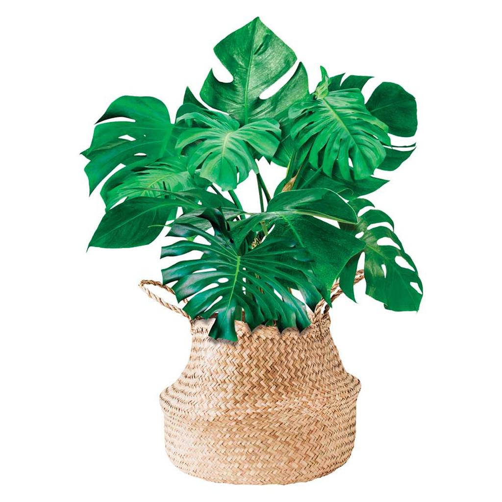 Les Trésors De Lily [R1830] - Green 'Monsteras' Sticker Sheet - 50x70 Cm