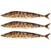 PCB Sanma Food Sample Autumn Grilled Fish Food Display NH7723 of (Set 3)