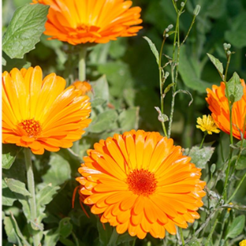 Интенсивный антивозрастной крем для век Core Firming Eye Cream 20 мл Напрямую управляется Isoi