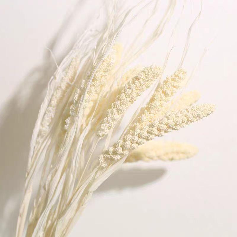 Preserved Rabbit Tail Grass Bouquet - DIY Dried Flower Decoration with Pampas Grass