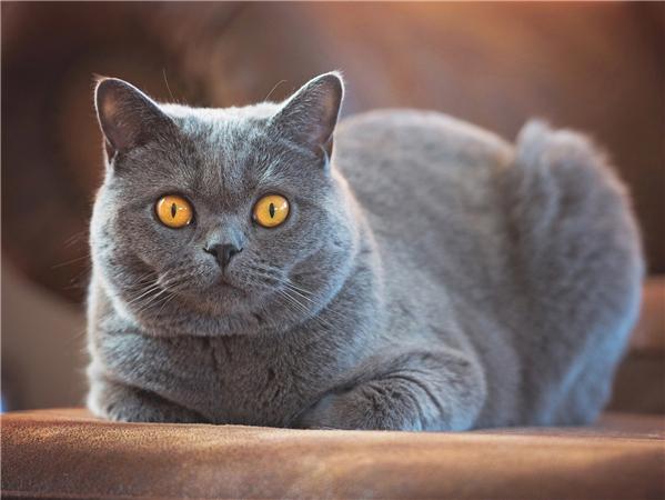 5d Diy Алмазная картина Новая коллекция Кошка Вышивка Мозаика Русская Голубая Животное Квадрат/круглый Домашний Декор