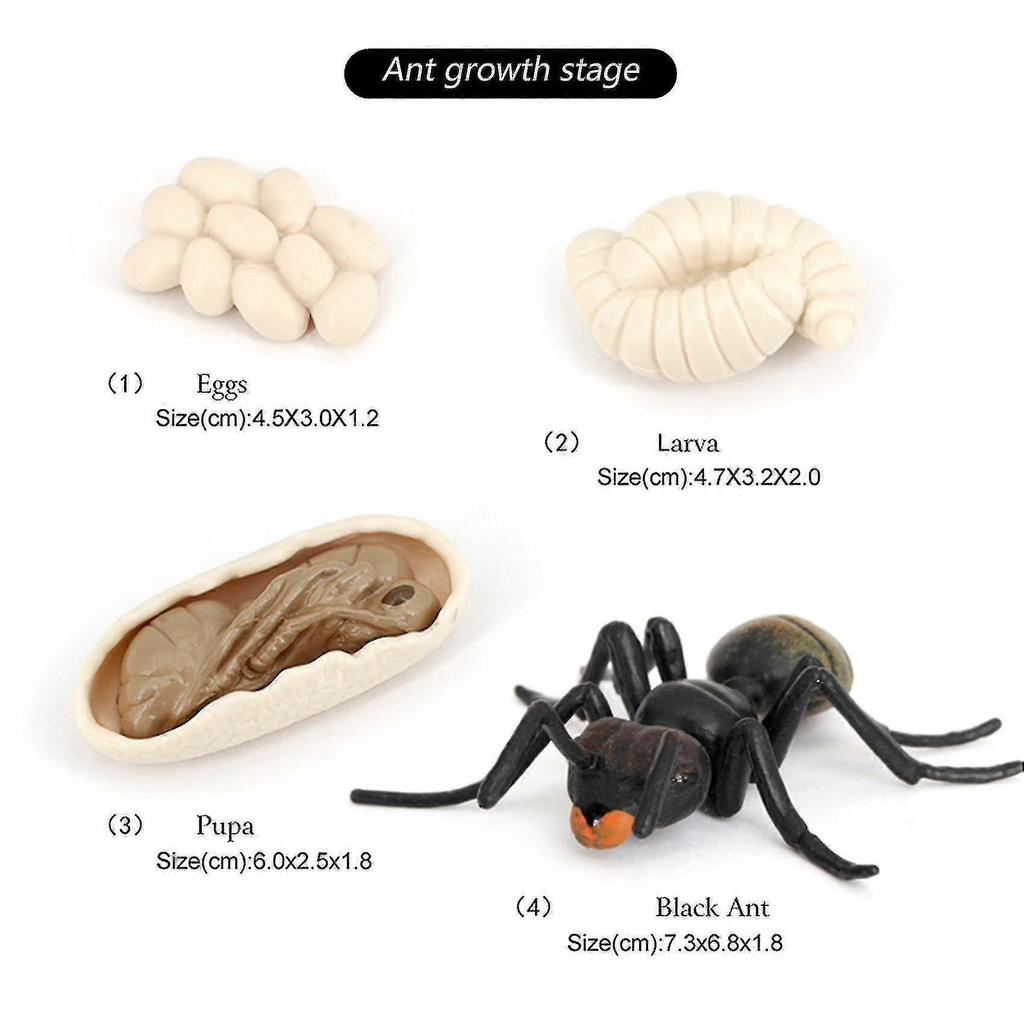 Simulation Ants Animal Life ,insect Growth Model Life Educational Black Ants - RIpj