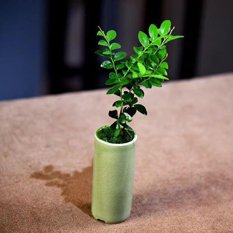 Shangqi Ice Crack Glaze Mini Succulent Planter