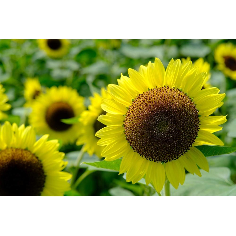 Объектив 7Artisans 60 мм F2.8 Macro E с байонетом Sony E APS-C, черный