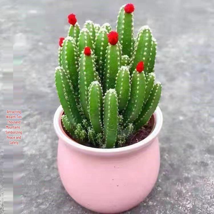 Layered Mountain Succulent: Green Cactus Money Tree for Indoor Spaces